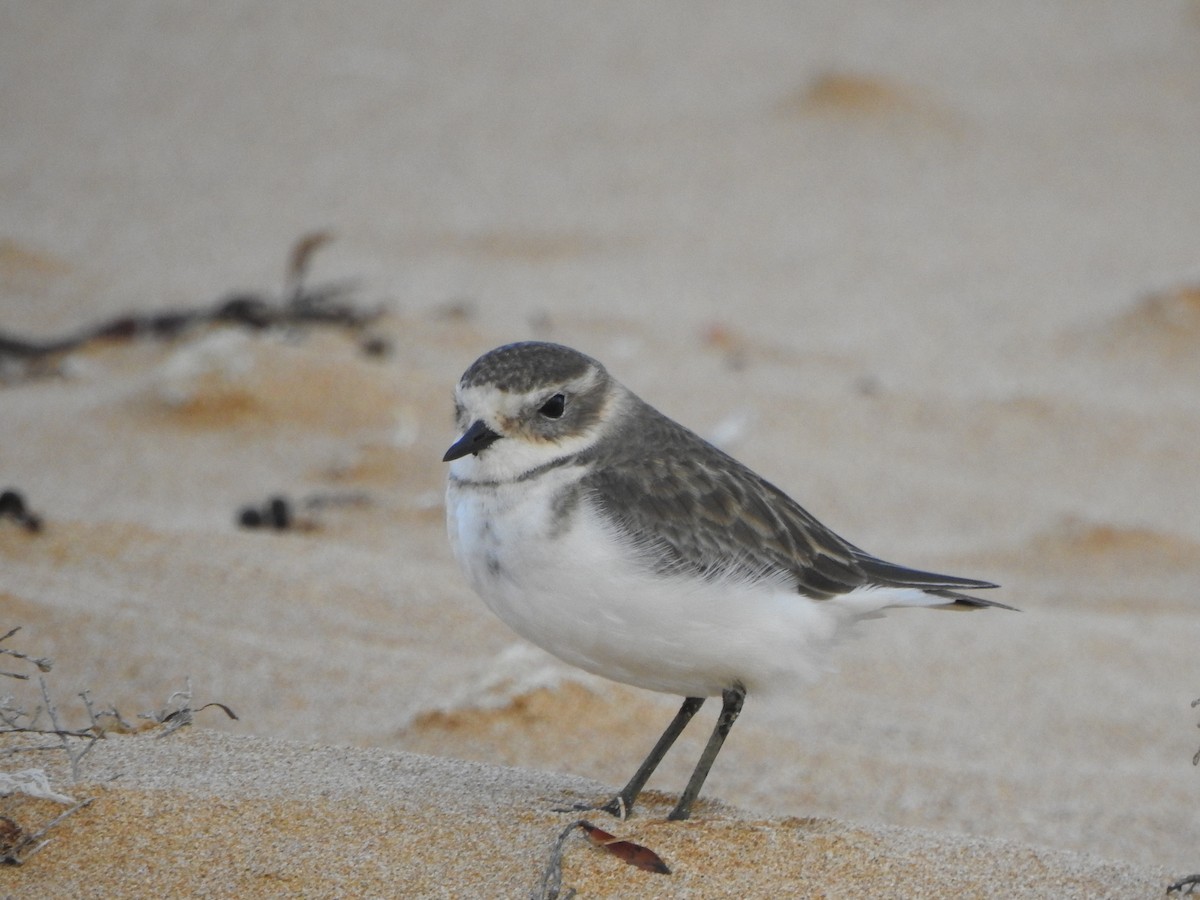 Double-banded Plover - Kerry Vickers