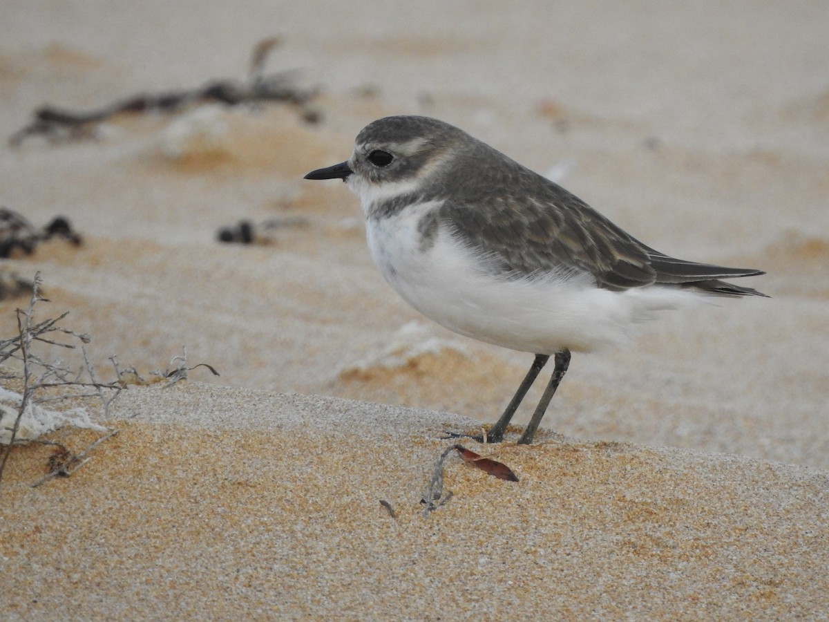 Double-banded Plover - ML618254988