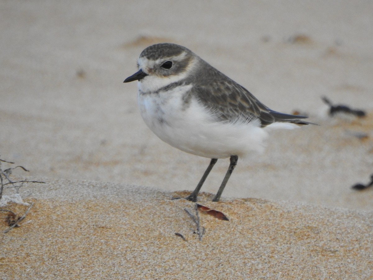 Double-banded Plover - ML618254989