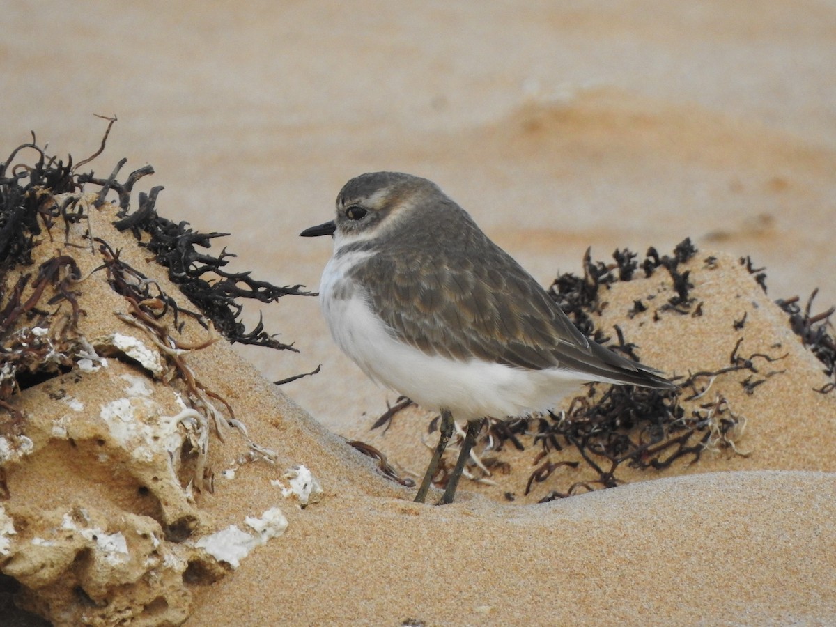 Double-banded Plover - ML618254990
