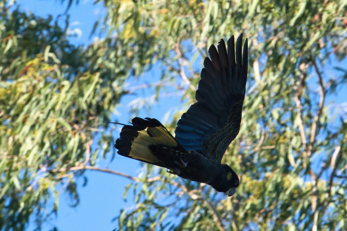 Yellow-tailed Black-Cockatoo - ML618255001
