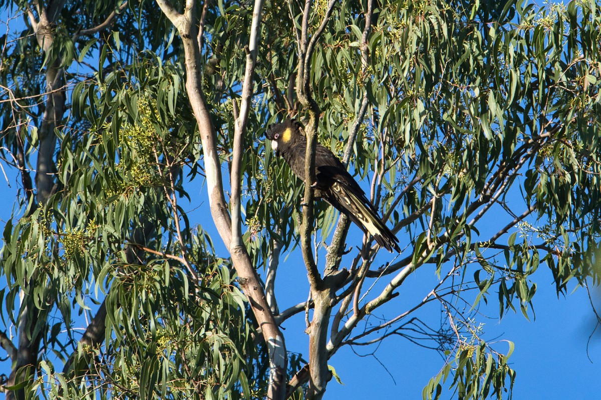 Yellow-tailed Black-Cockatoo - Helen Leonard