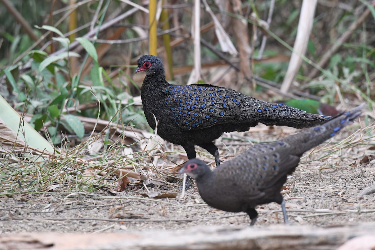 Germain's Peacock-Pheasant - ML618255015