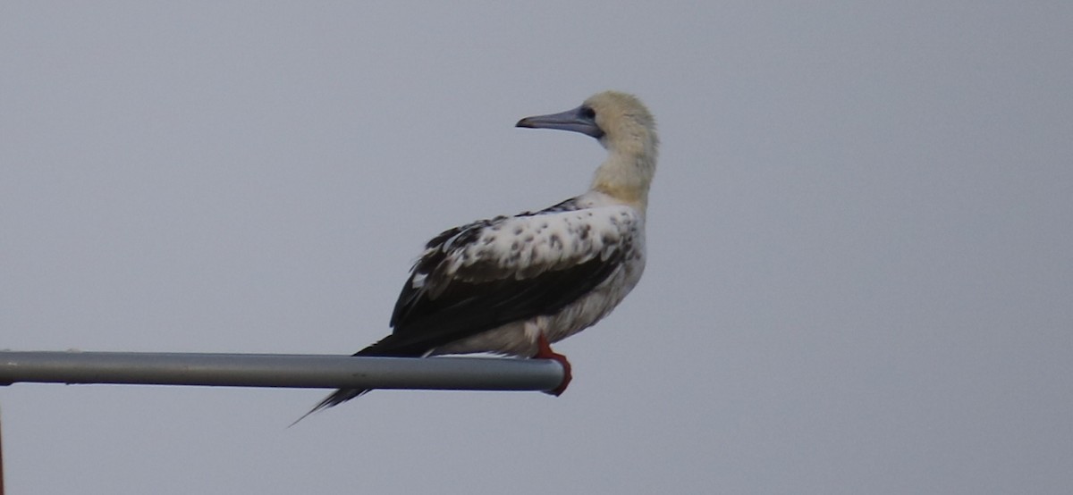 Red-footed Booby - ML618255051