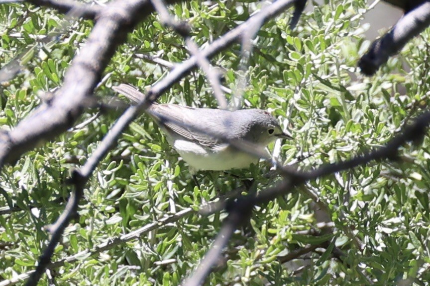 Lucy's Warbler - ML618255075