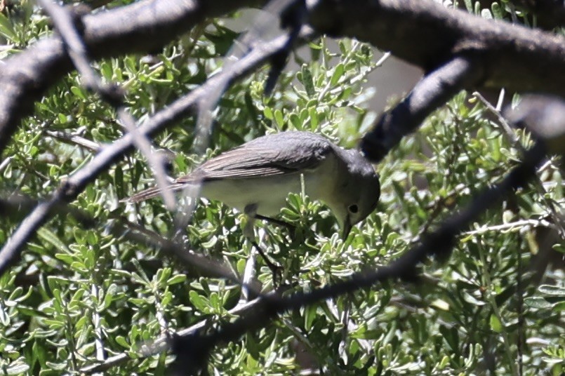 Lucy's Warbler - ML618255076