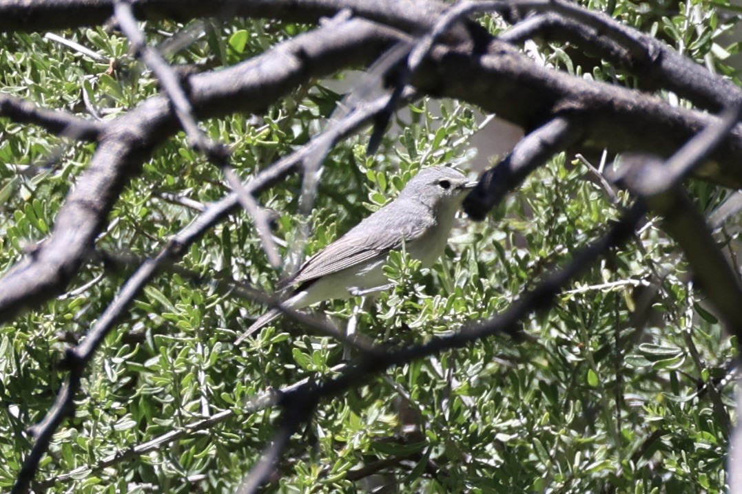 Lucy's Warbler - ML618255078