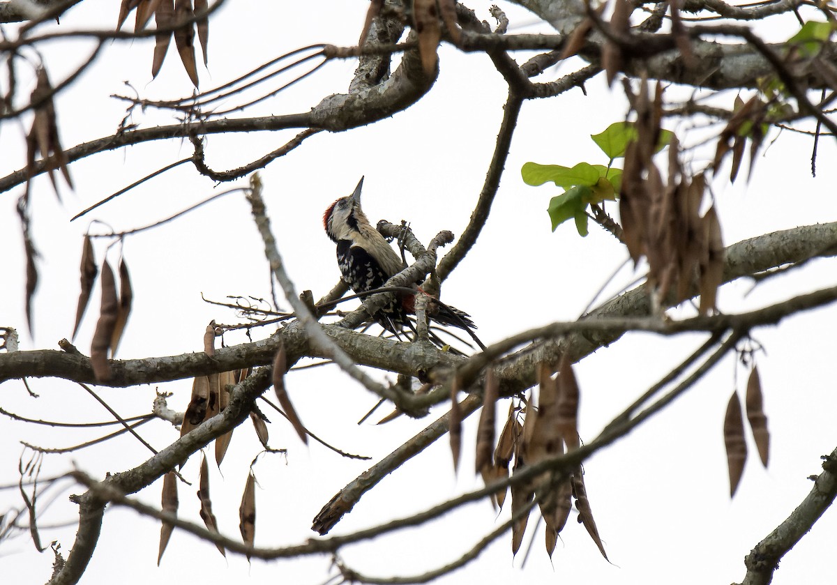 Fulvous-breasted Woodpecker - Antonio Ceballos Barbancho