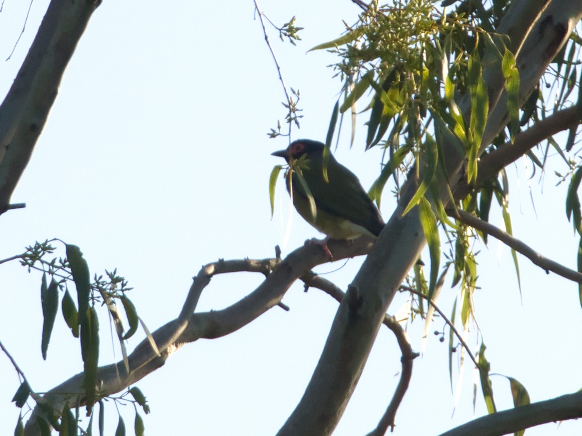 Australasian Figbird - ML618255142