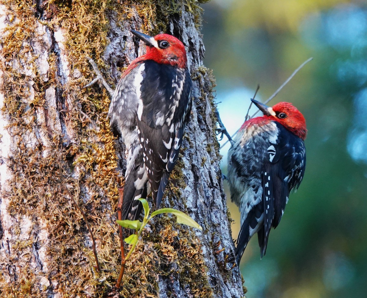 Red-breasted Sapsucker - ML618255163