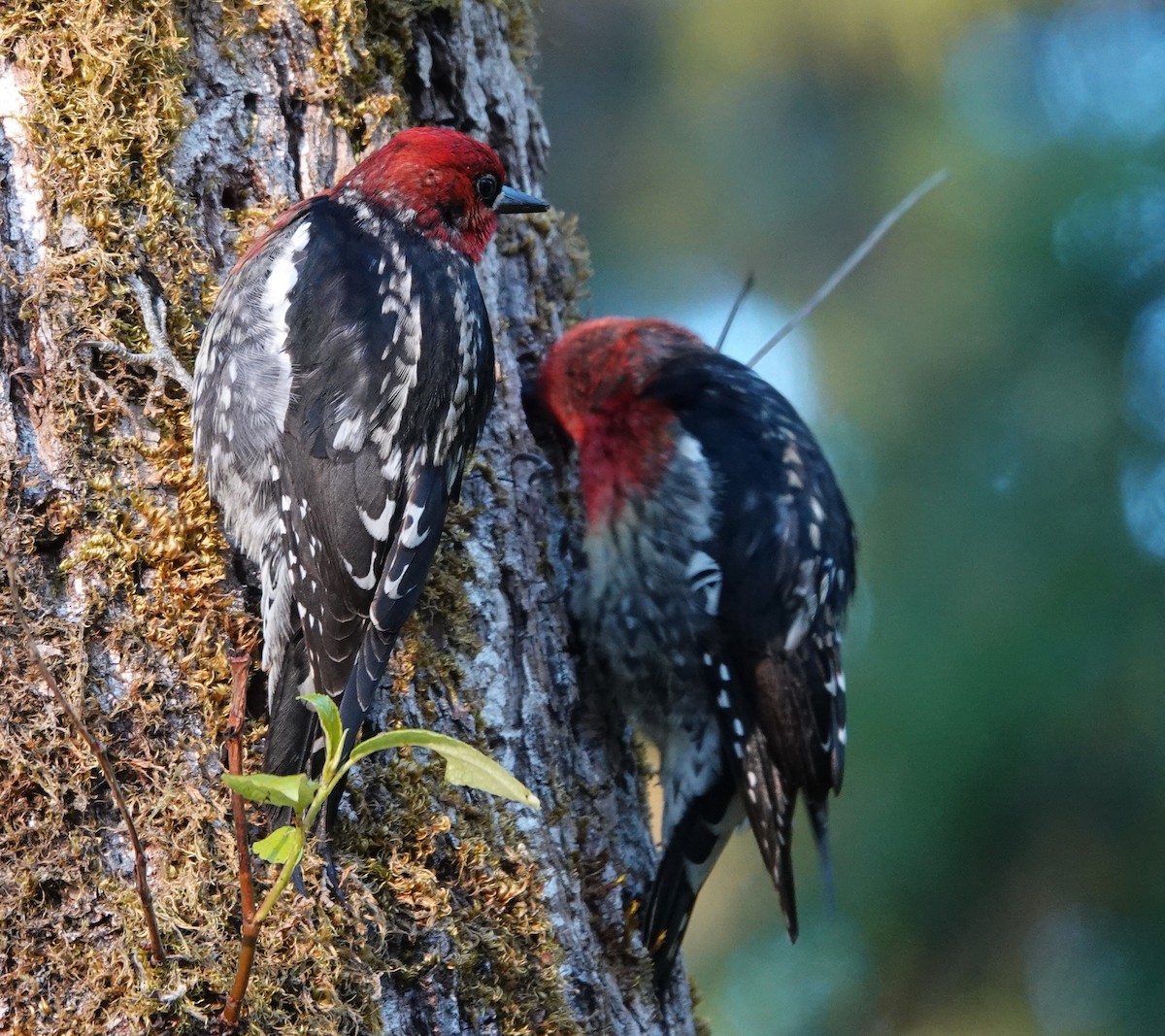 Red-breasted Sapsucker - ML618255167