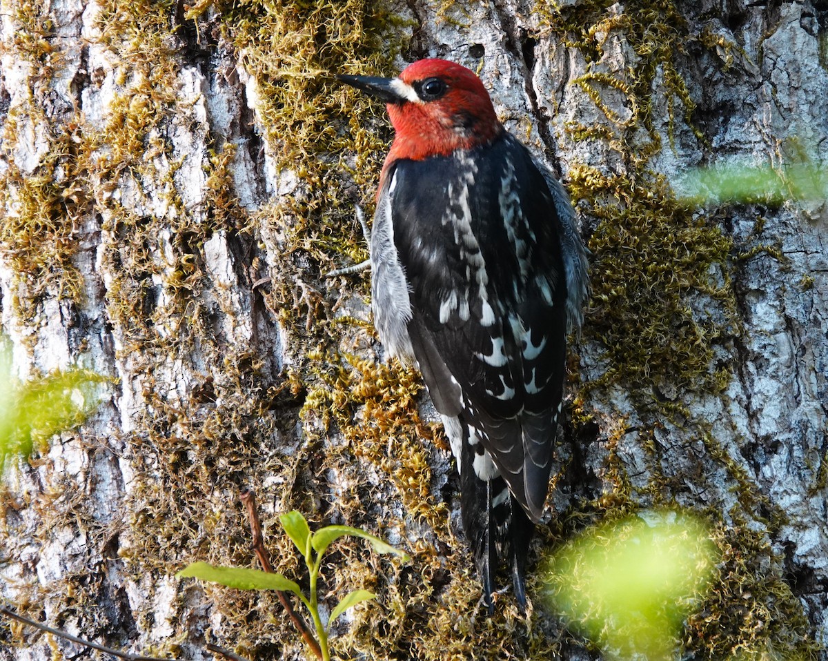Red-breasted Sapsucker - ML618255169