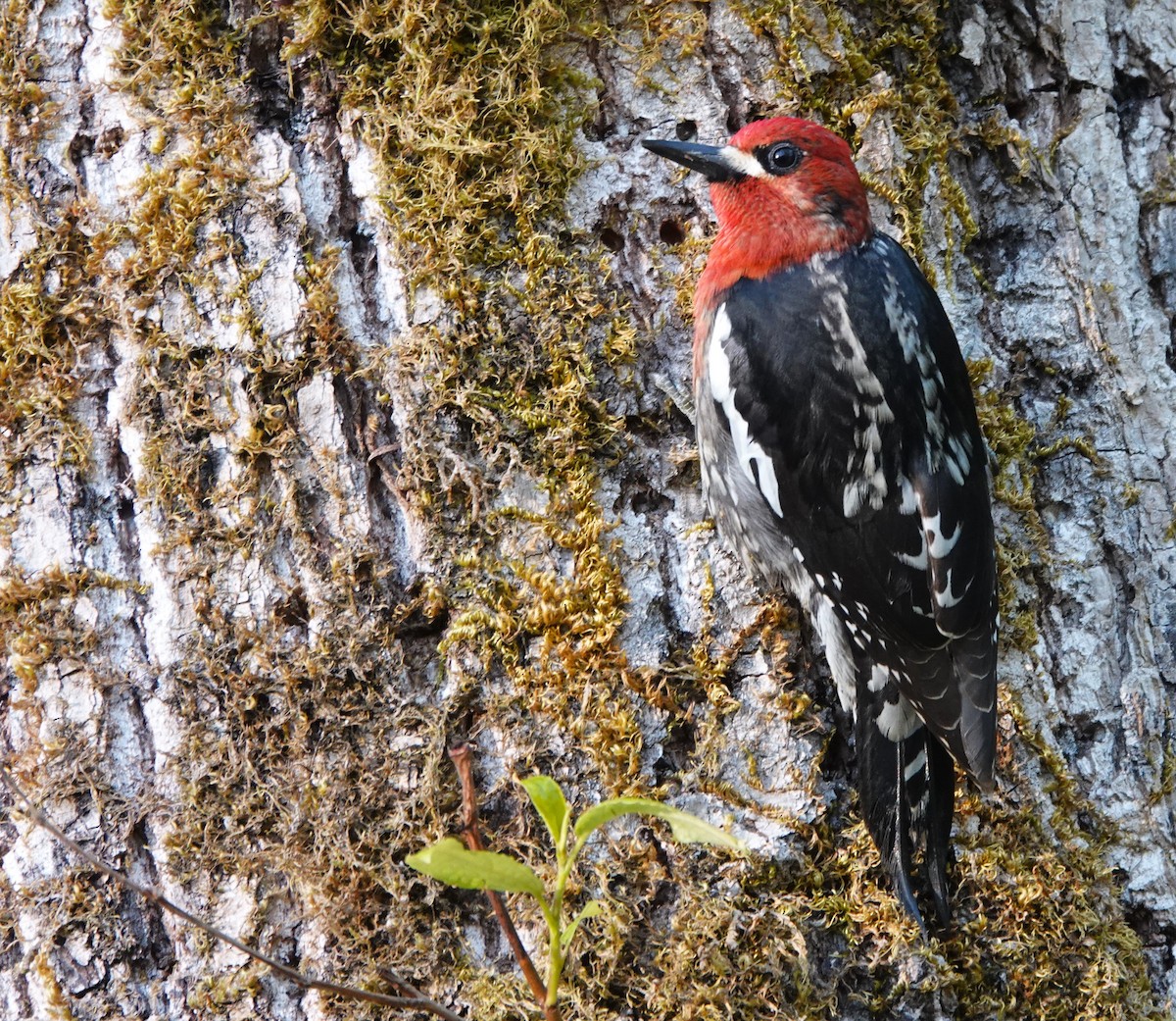 Red-breasted Sapsucker - ML618255170