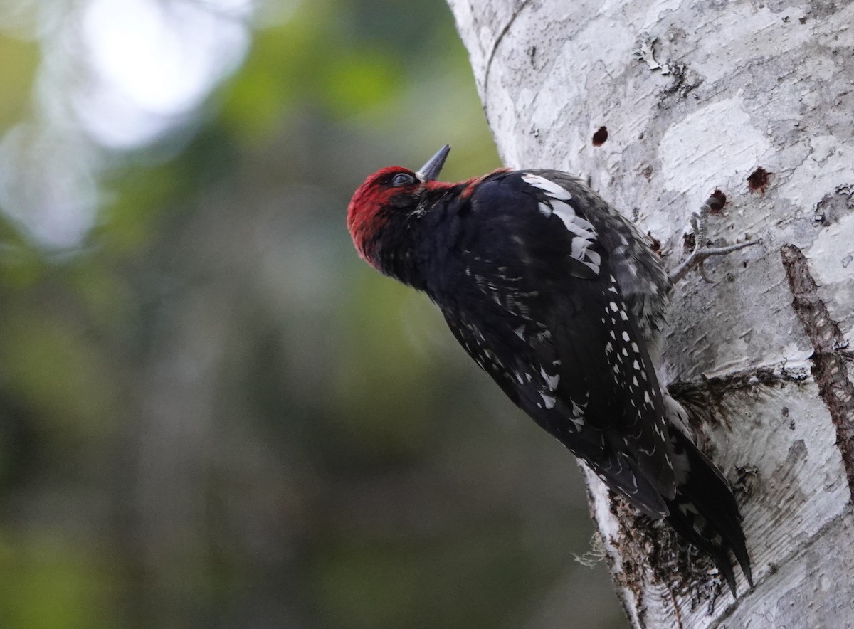 Red-breasted Sapsucker - ML618255174