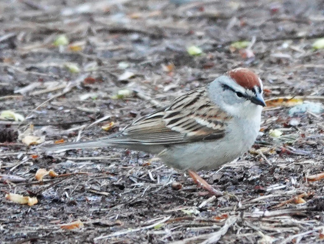 Chipping Sparrow - ML618255199