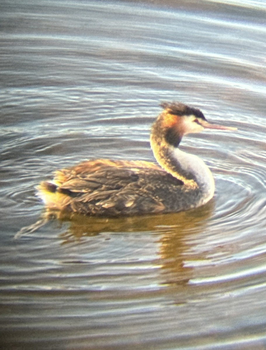 Great Crested Grebe - ML618255213