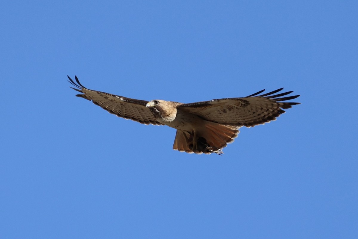 Red-tailed Hawk - Andrew William