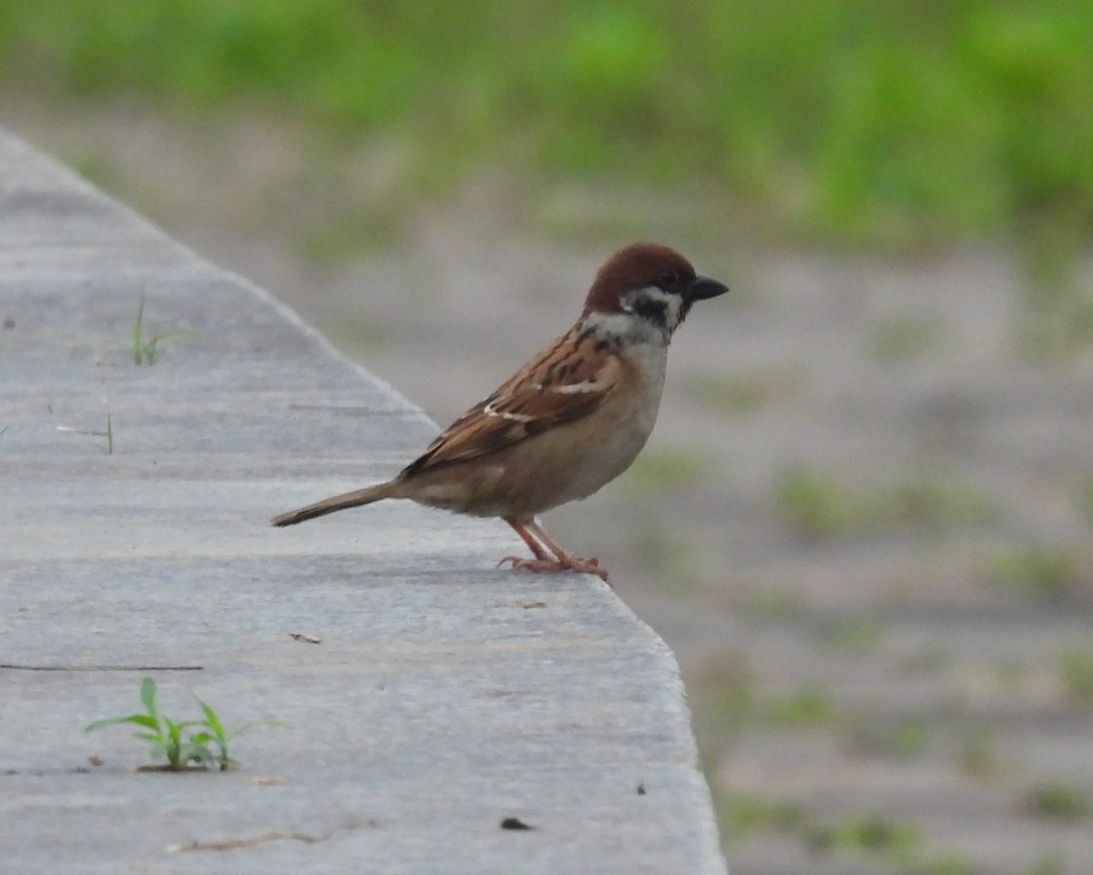 Eurasian Tree Sparrow - hola avis
