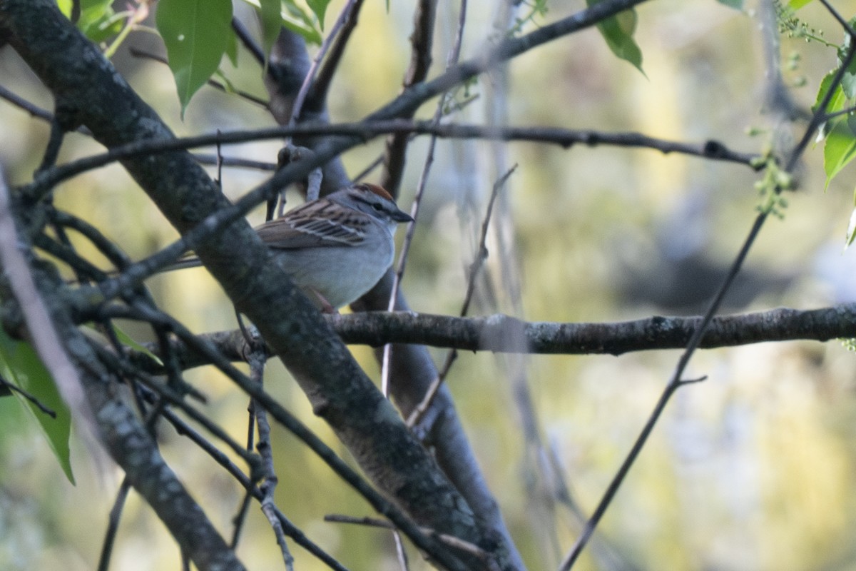 Chipping Sparrow - ML618255381