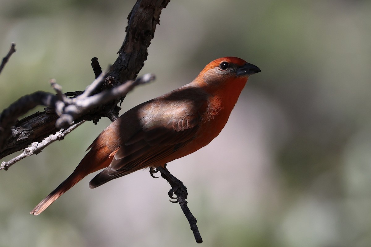 Hepatic Tanager - ML618255385
