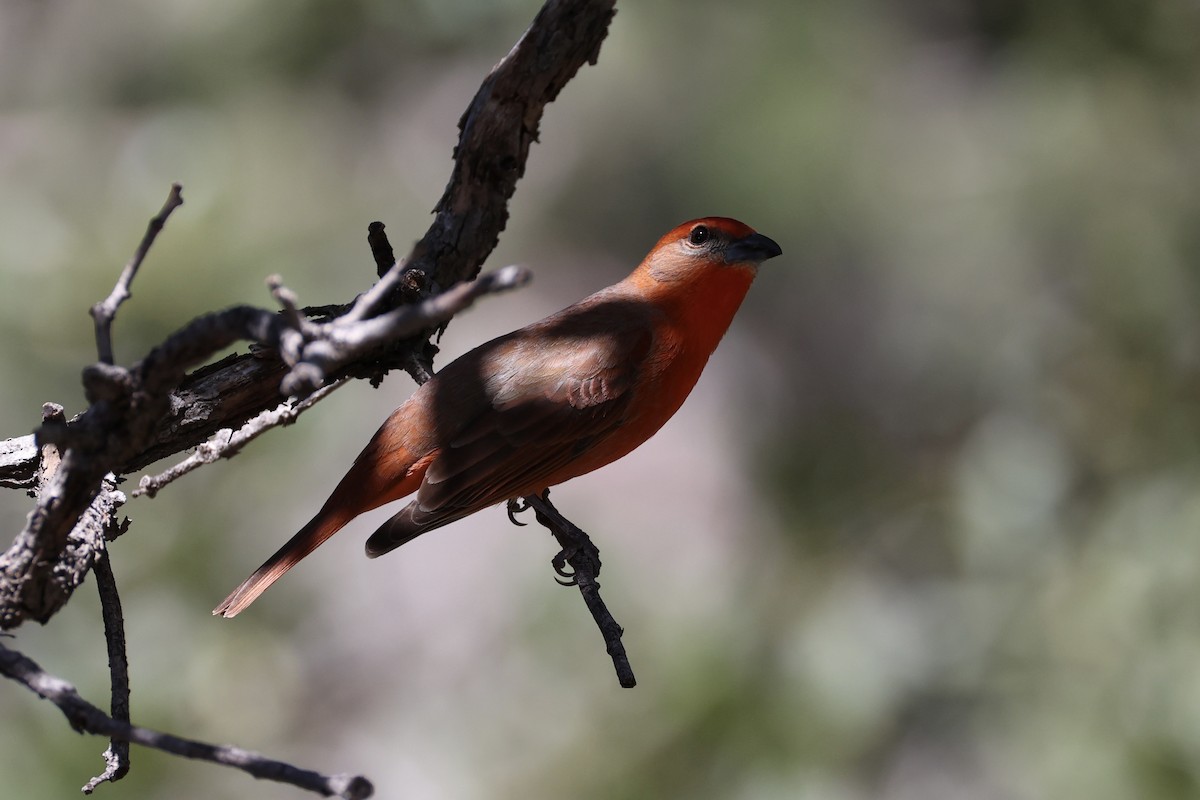 Hepatic Tanager - ML618255388