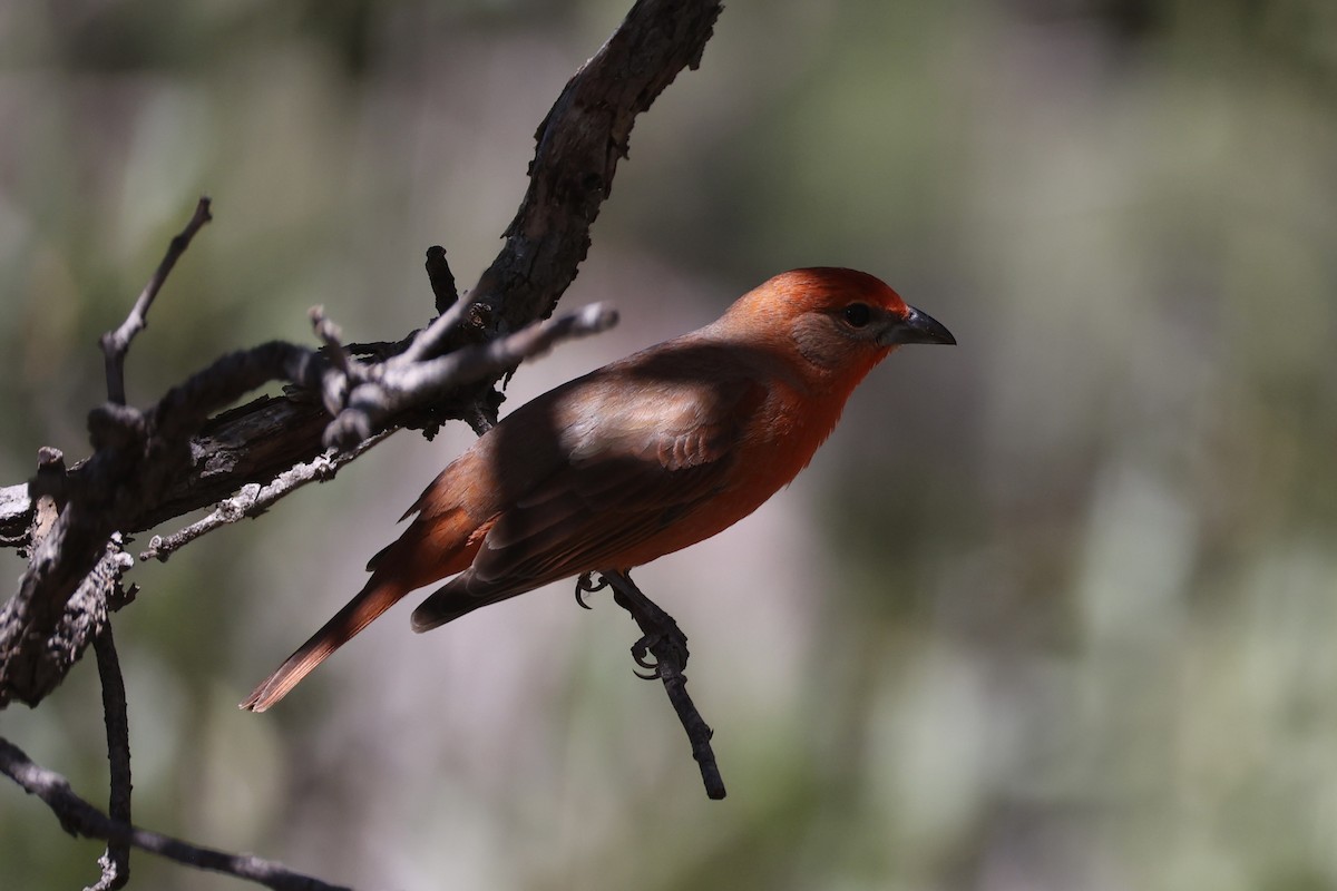Hepatic Tanager - ML618255389