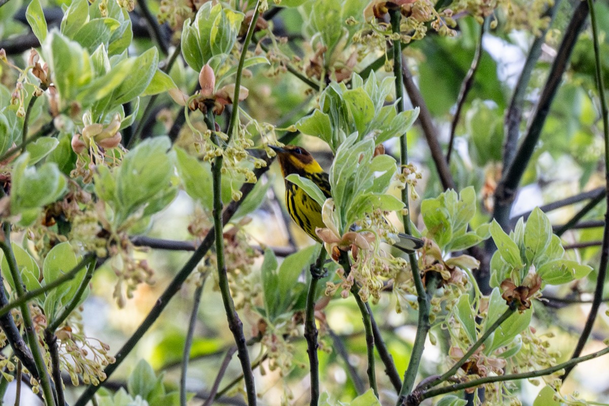 Cape May Warbler - ML618255390