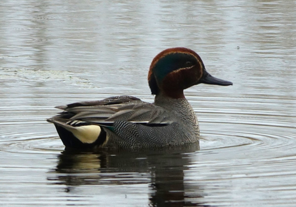 Green-winged Teal - ML618255429