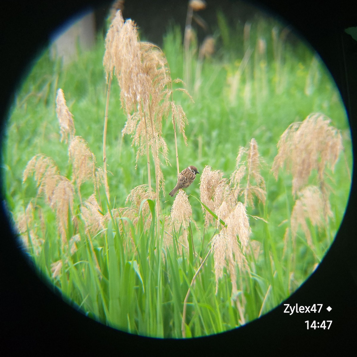 Eurasian Tree Sparrow - ML618255500