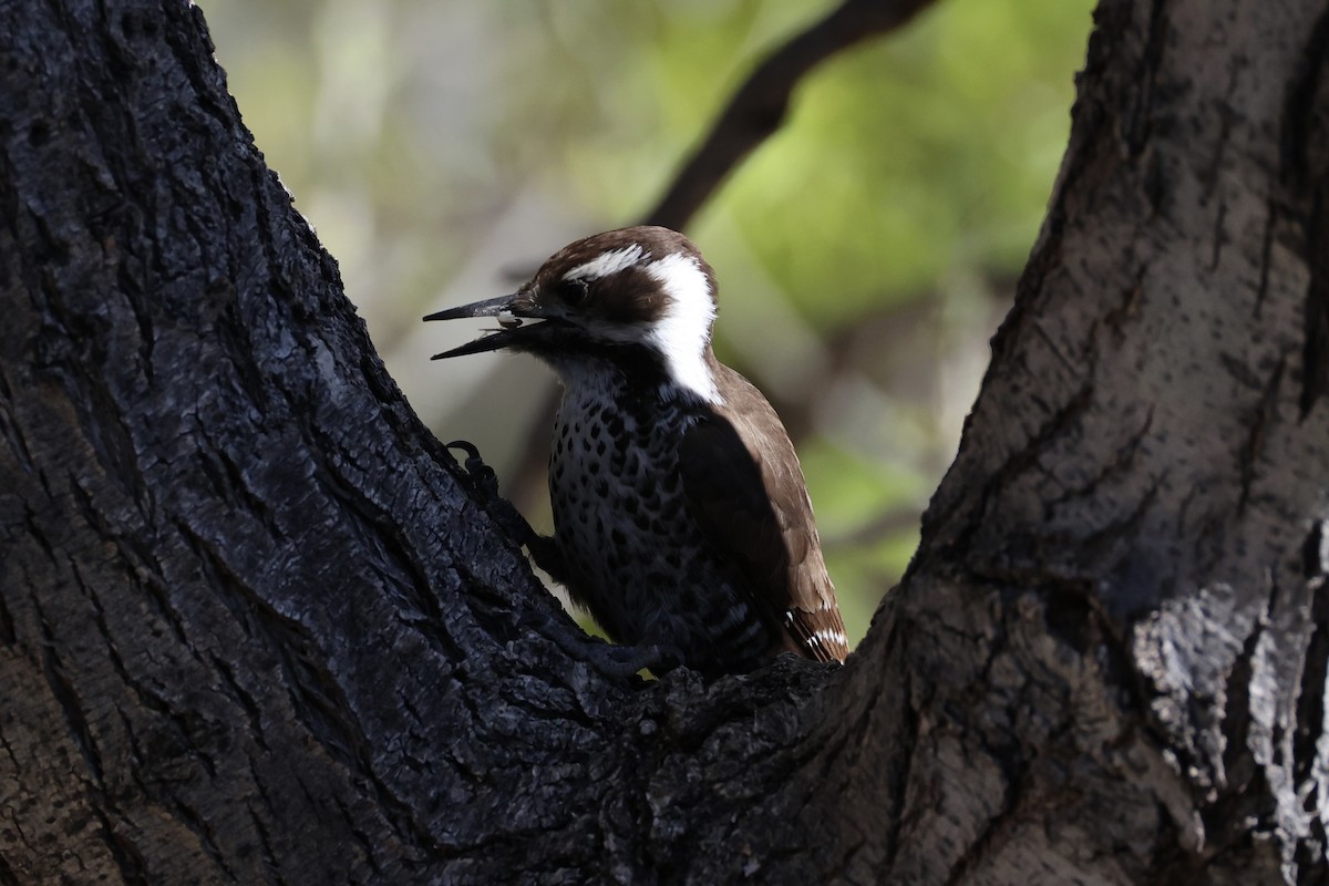Arizona Woodpecker - Andrew William