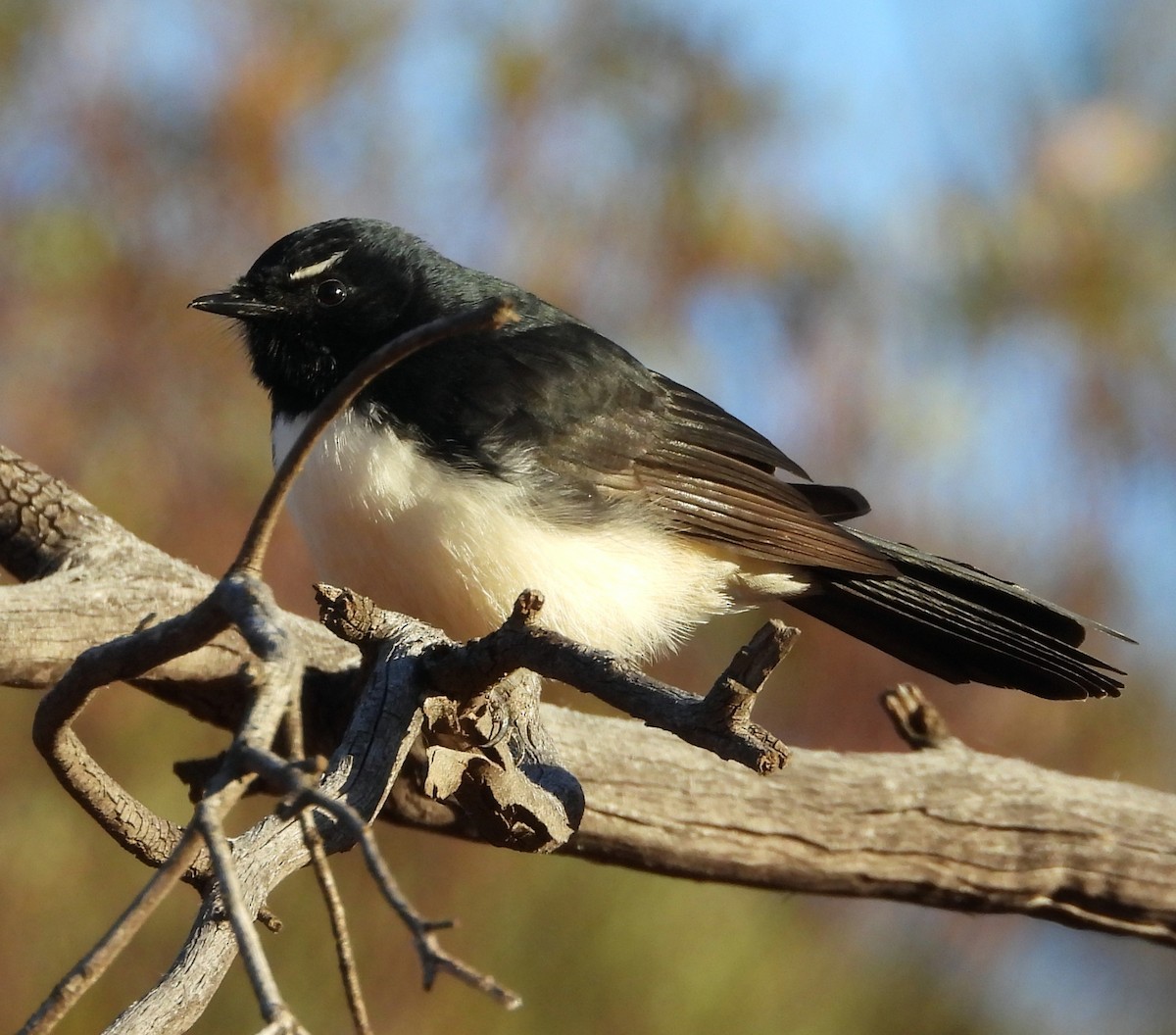 Willie-wagtail - ML618255548