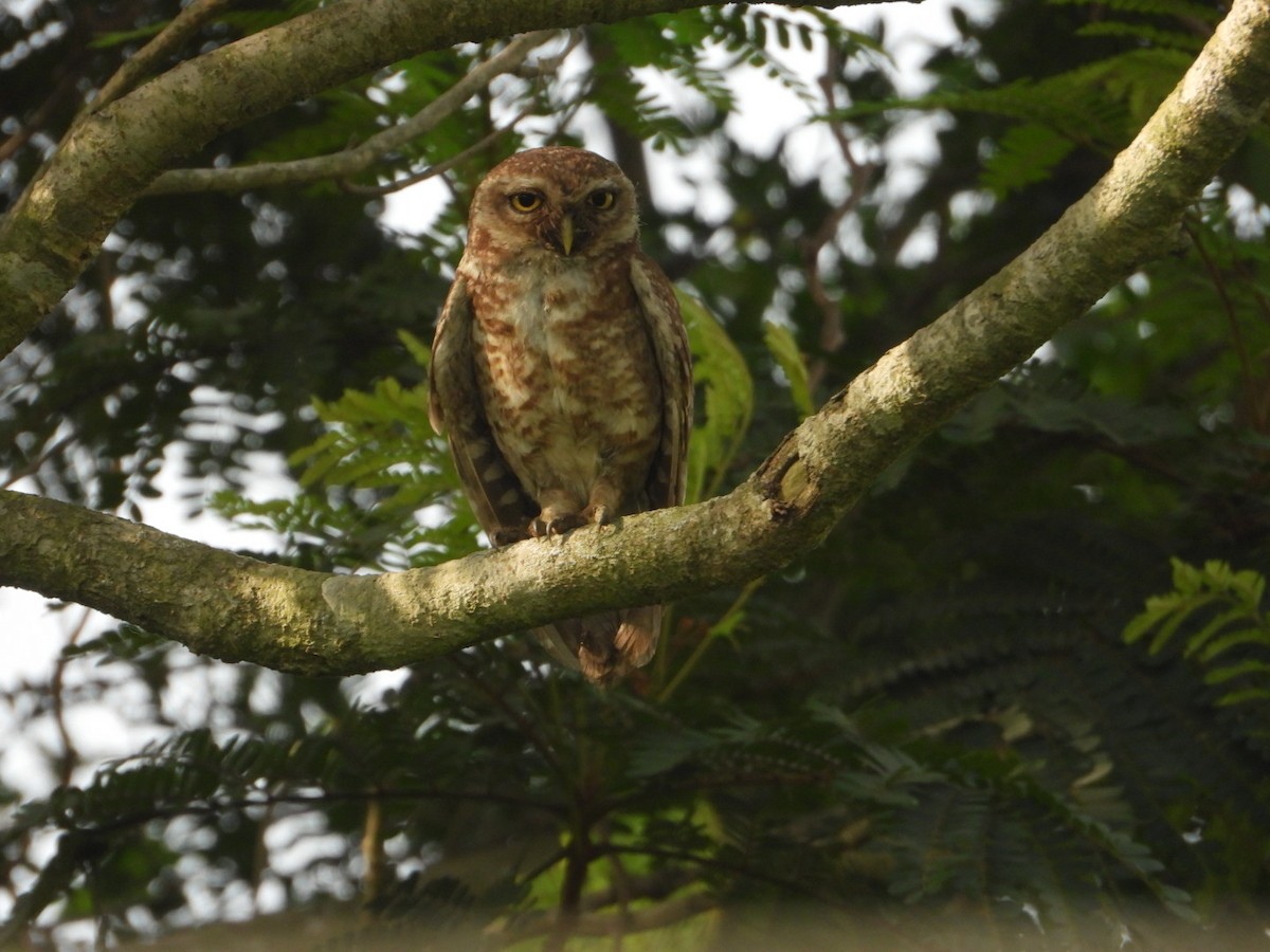 Spotted Owlet - Chaiti Banerjee