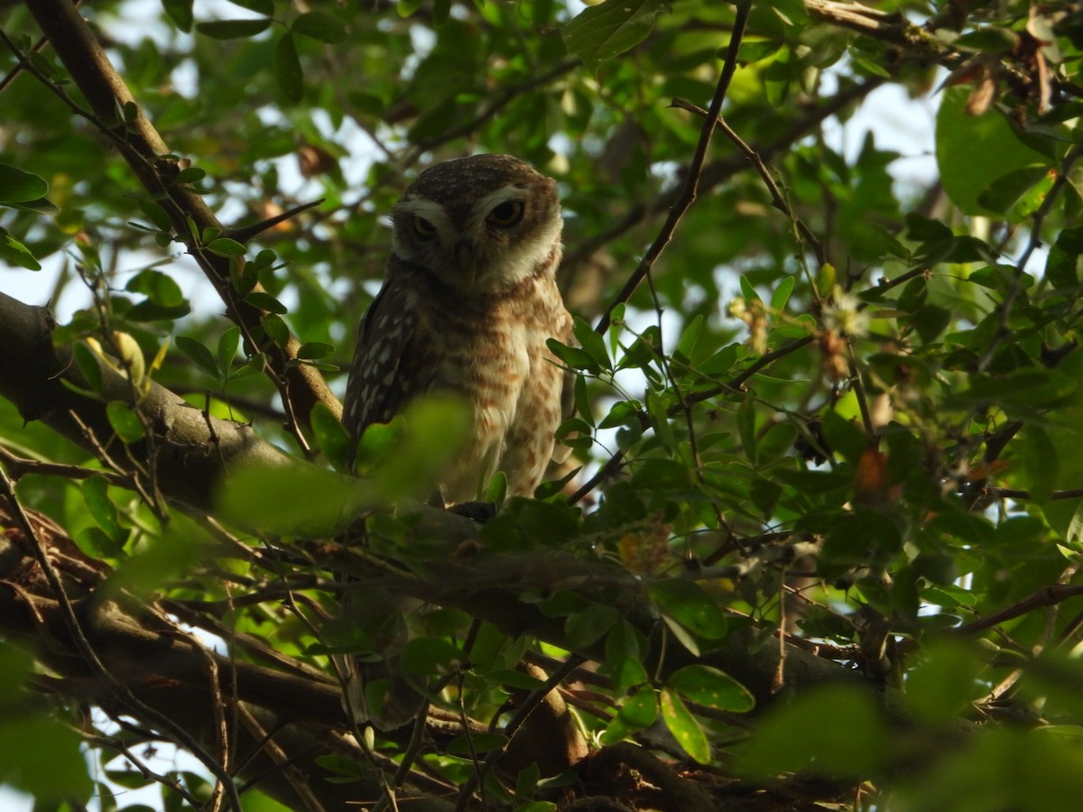 Spotted Owlet - ML618255563