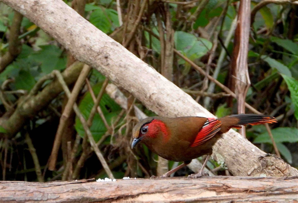Red-faced Liocichla - ML618255597