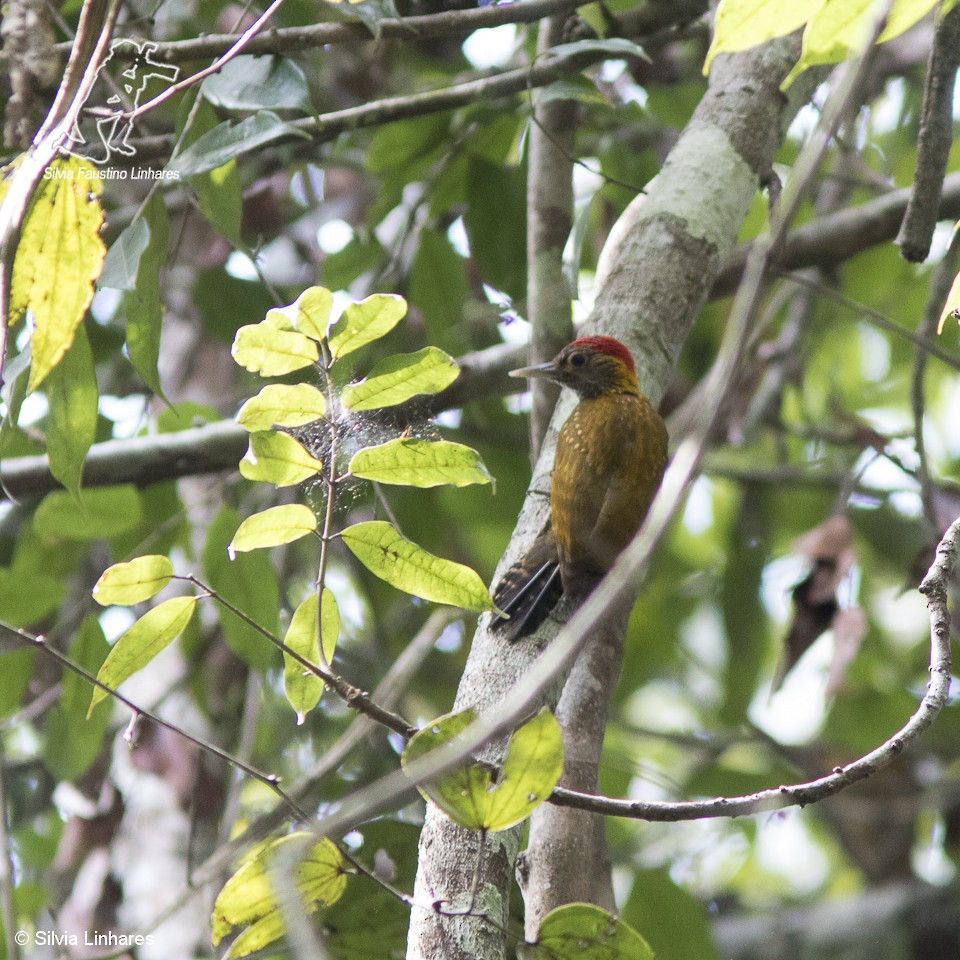 Golden-collared Woodpecker - Silvia Faustino Linhares