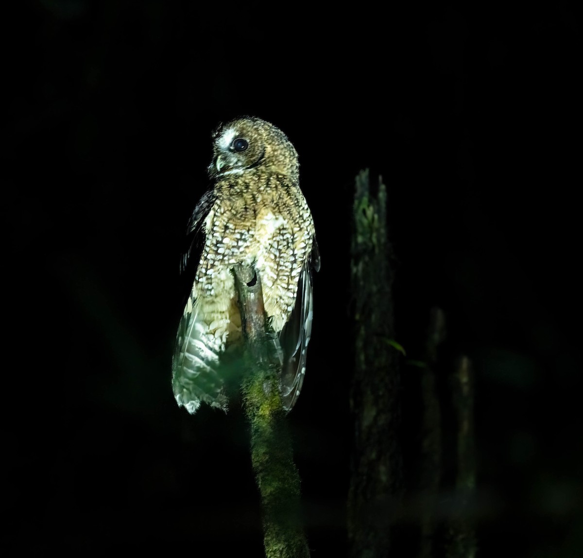 Himalayan Owl - ML618255616
