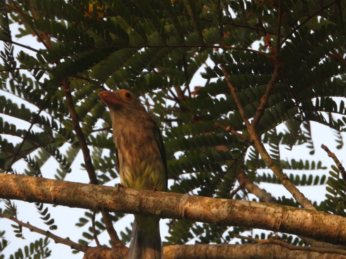 Lineated Barbet - ML618255648