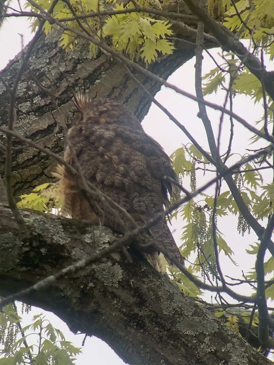 Great Horned Owl - ML618255679