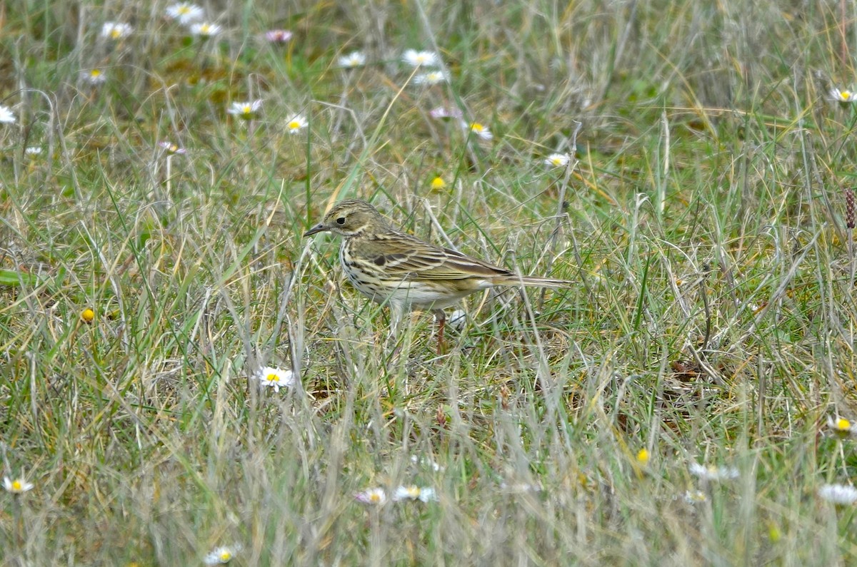 Meadow Pipit - ML618255683