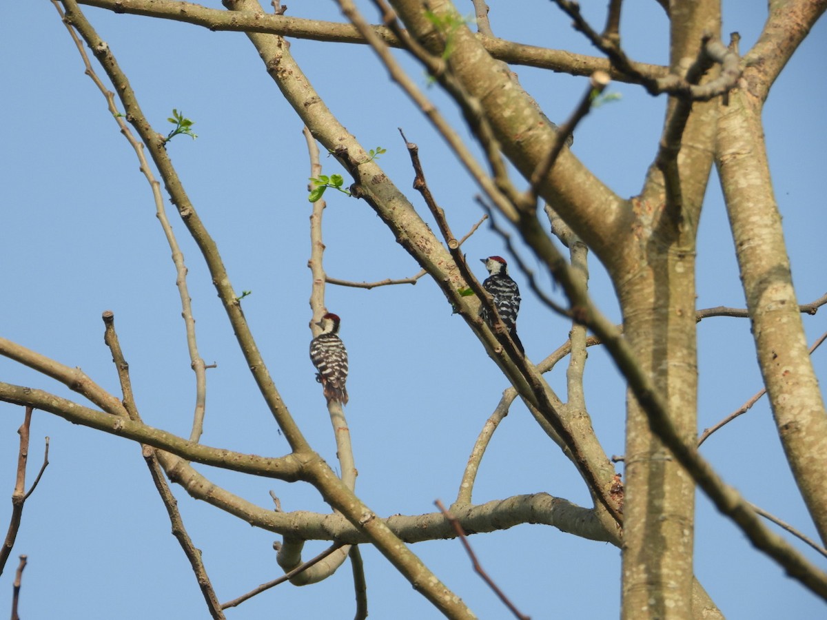 Fulvous-breasted Woodpecker - ML618255687
