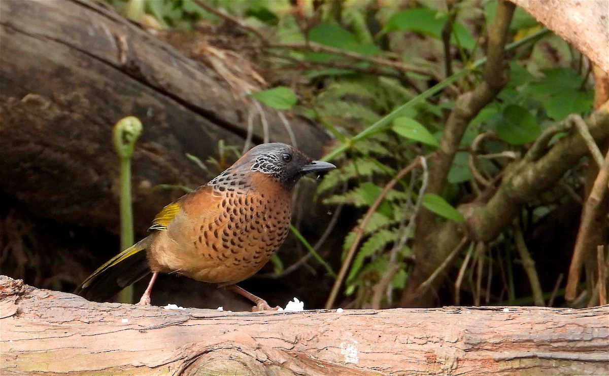 Chestnut-crowned Laughingthrush - ML618255700