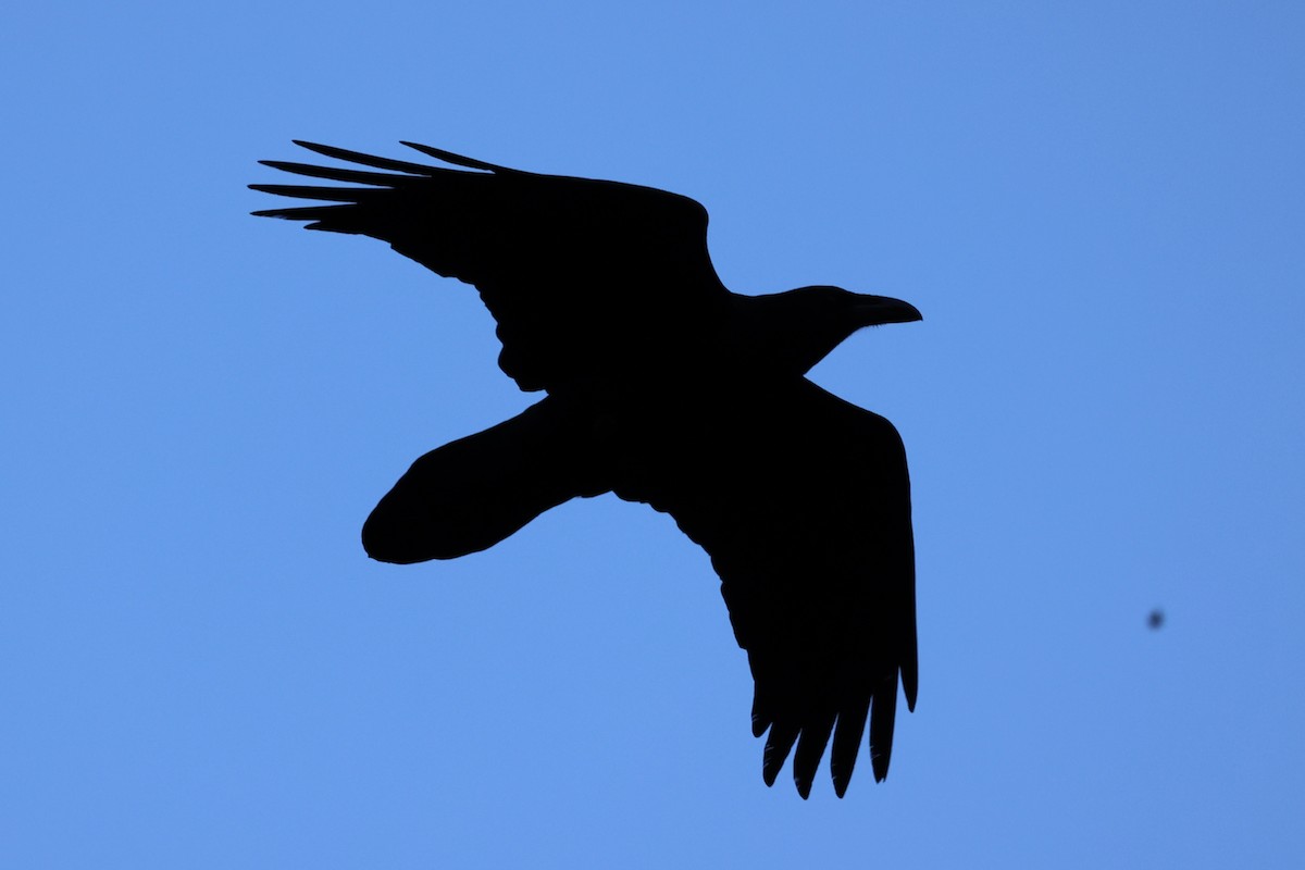 Common Raven - ML618255707