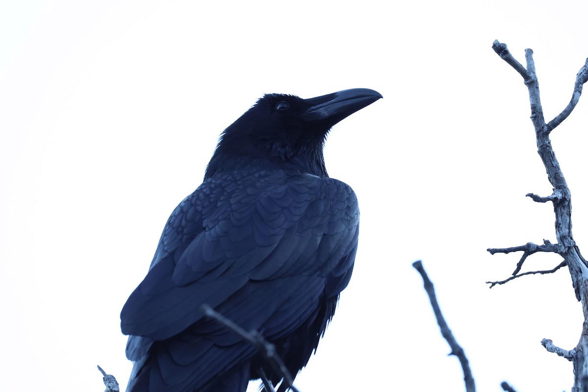 Common Raven - ML618255708