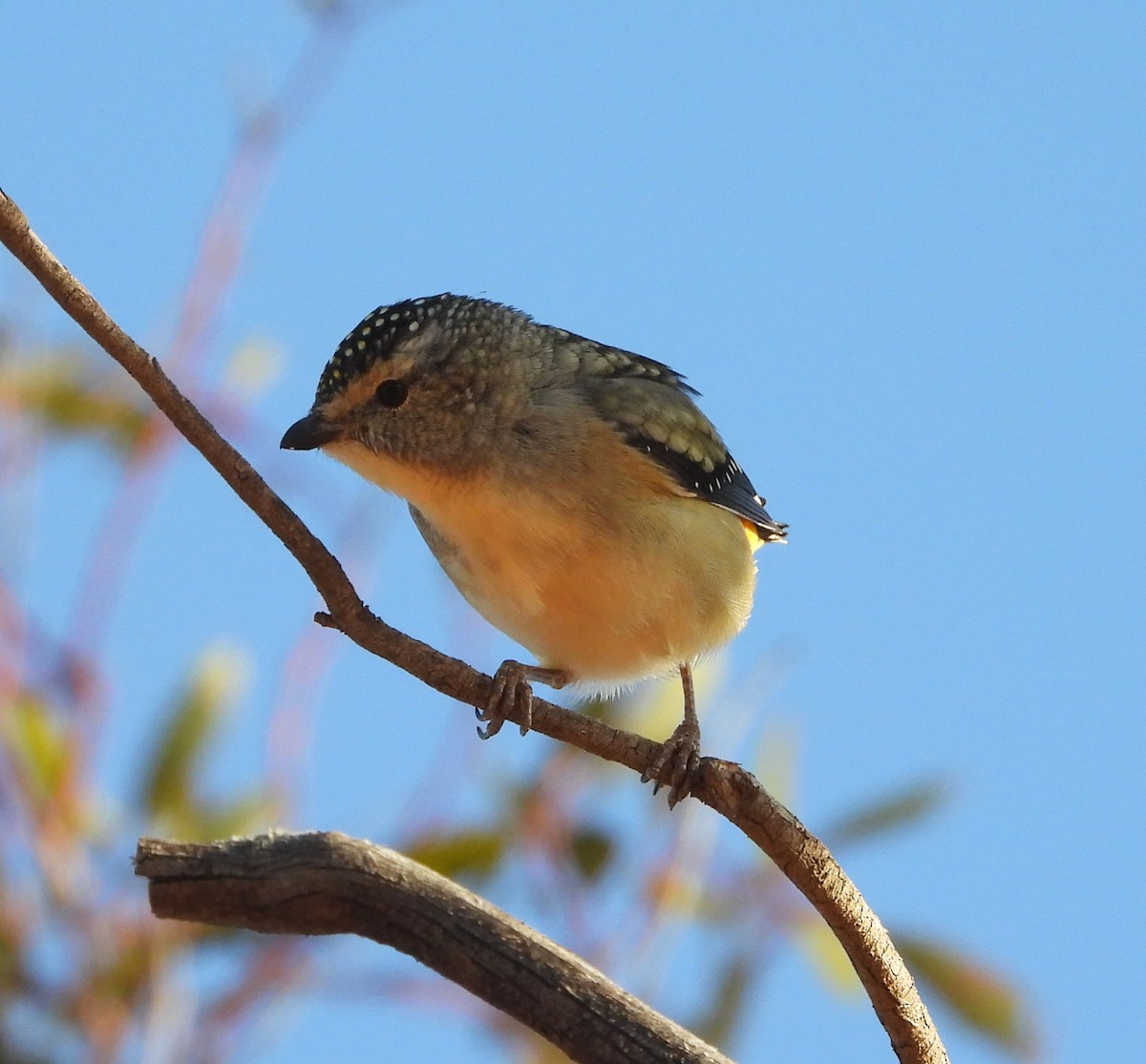 Spotted Pardalote (Yellow-rumped) - ML618255714