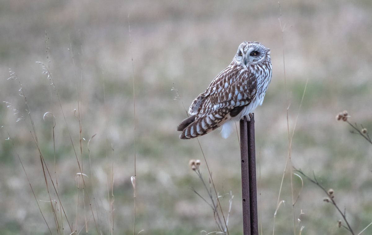 Short-eared Owl - ML618255718