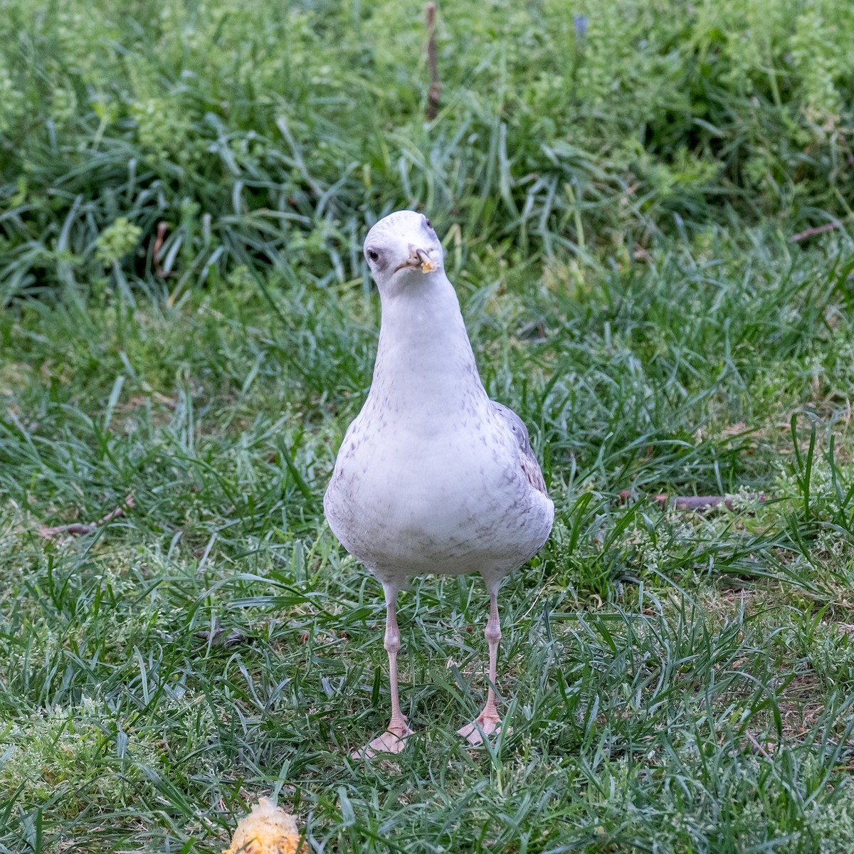 Yellow-legged Gull - Daria Semenova