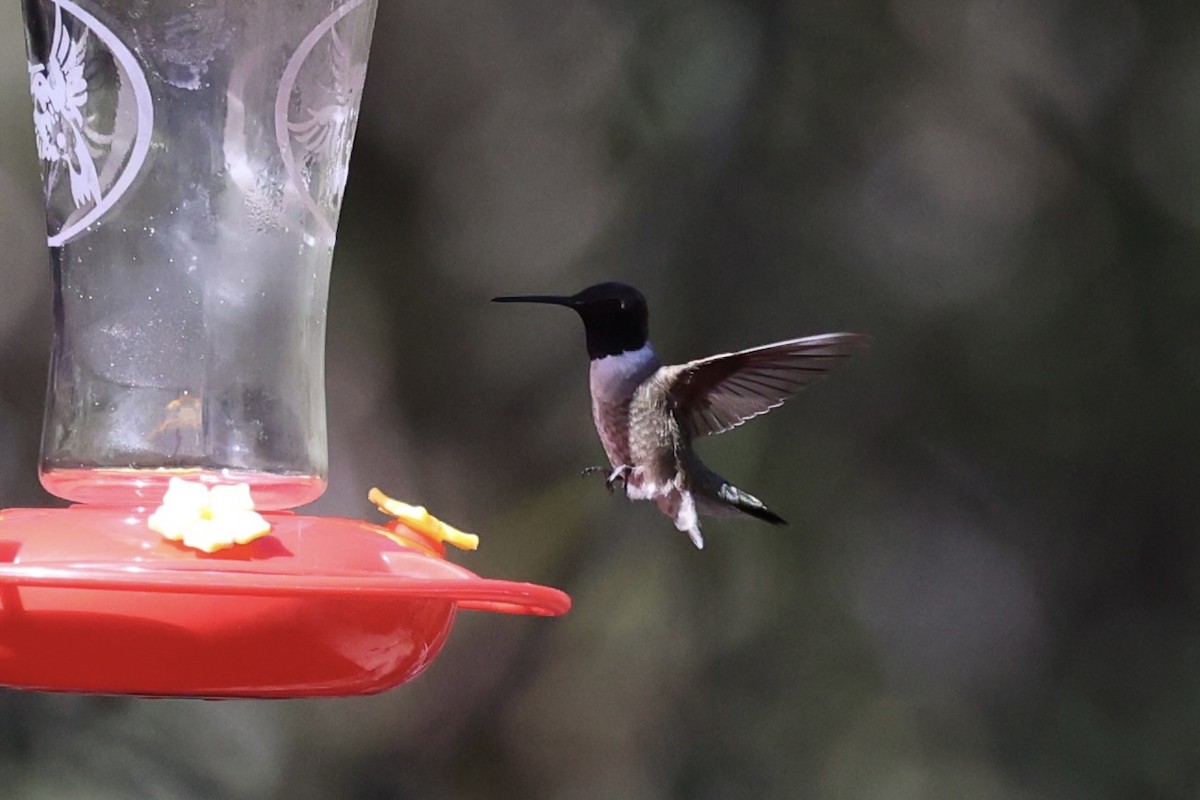 Black-chinned Hummingbird - ML618255794