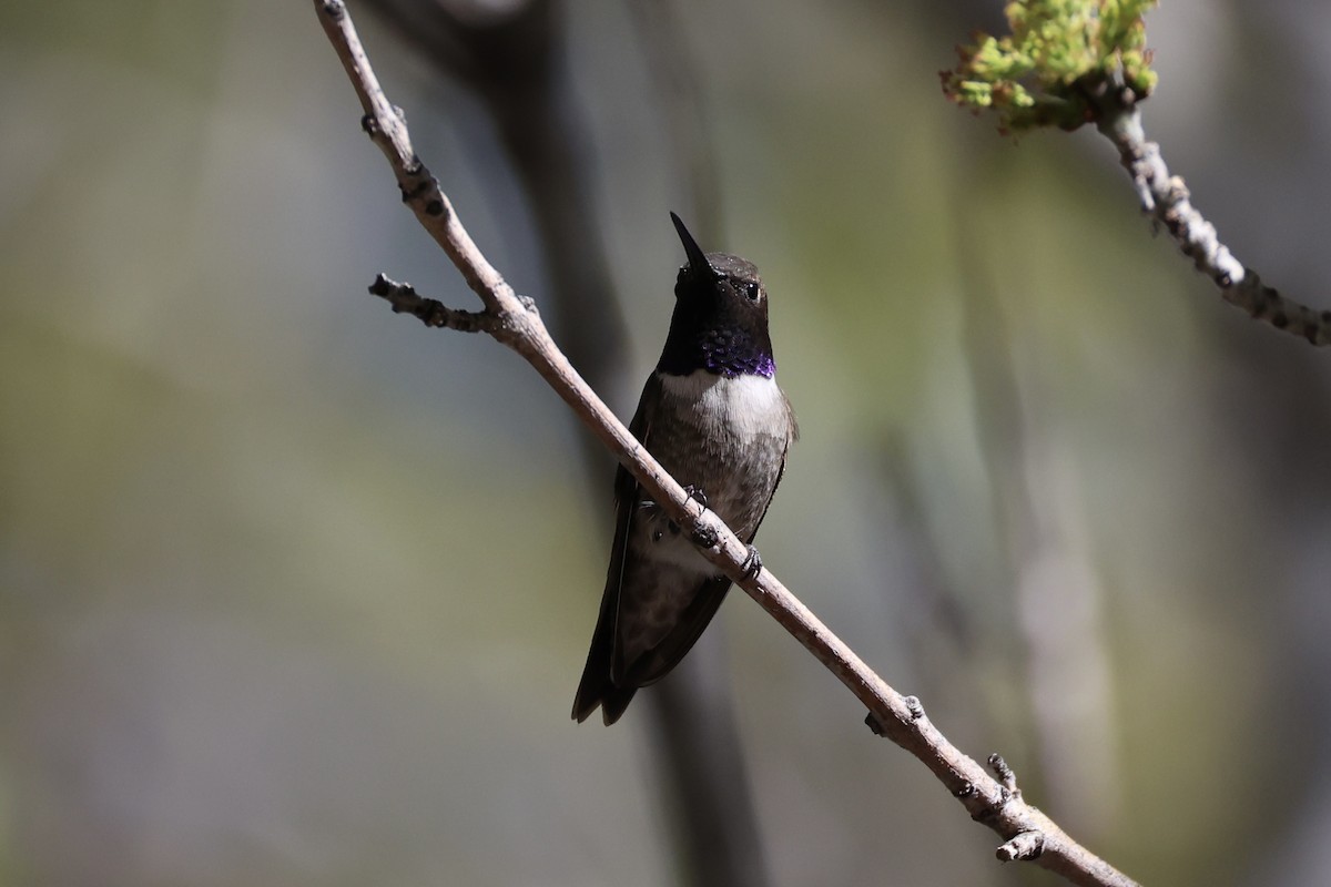 Black-chinned Hummingbird - ML618255795