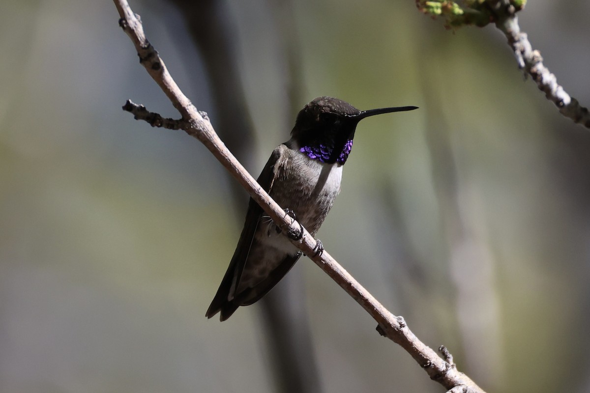Black-chinned Hummingbird - ML618255796