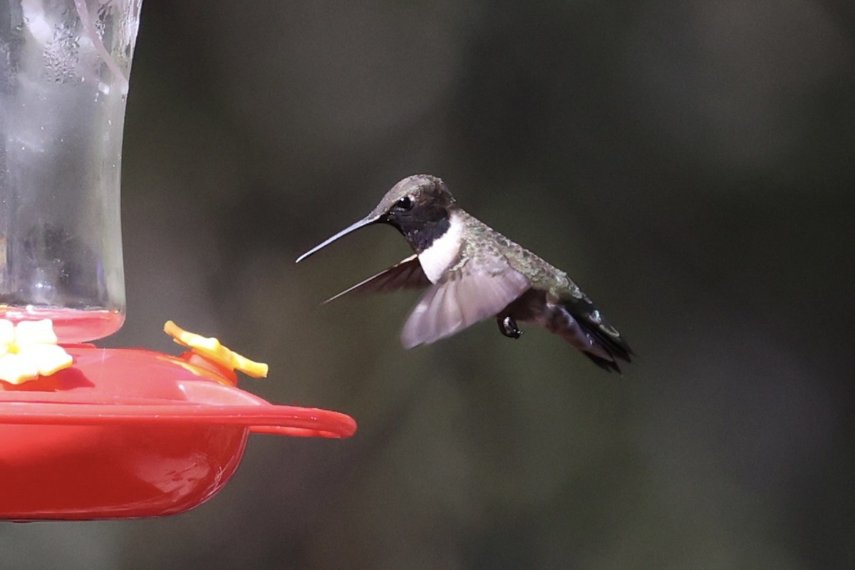 Black-chinned Hummingbird - Andrew William